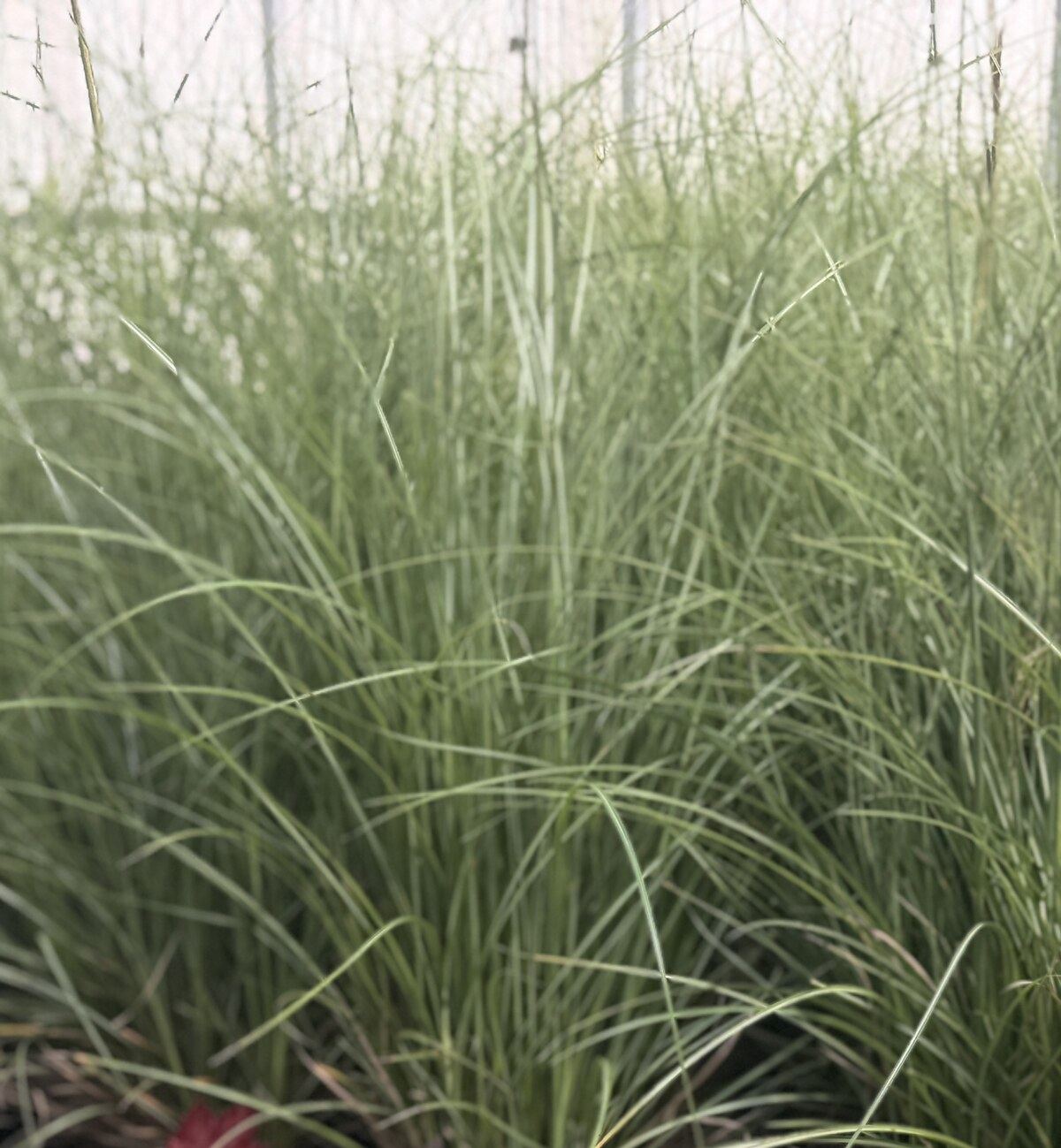 30 inch Adagio ornamental grass grown in the greenhouse