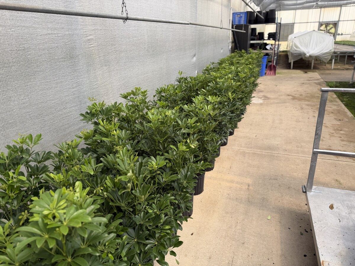 40 inch Arbicola plants in the greenhouse