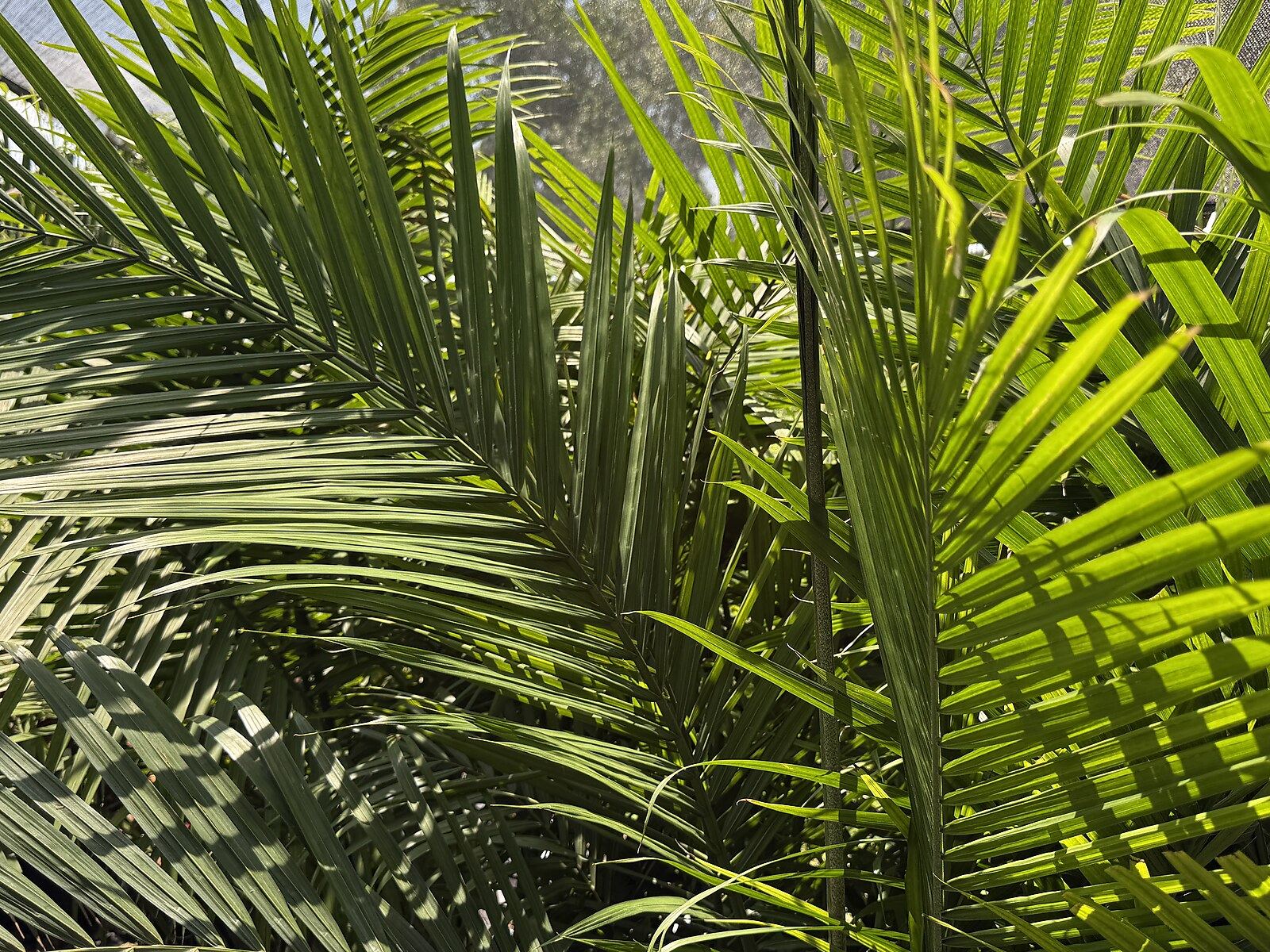 Multi-cane Areca Palm trees grown in-house