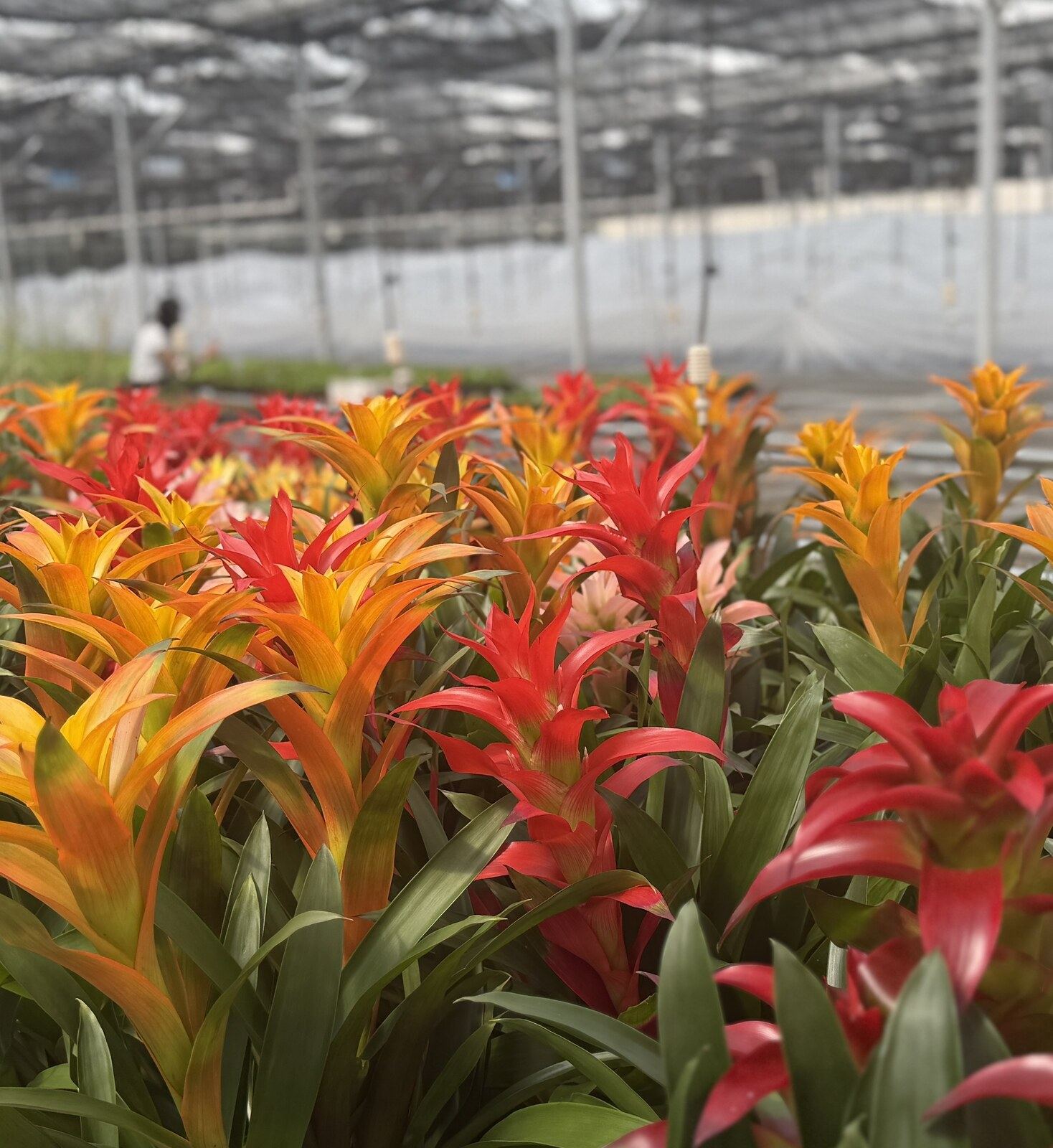 Large multi-plant bromeliad displays