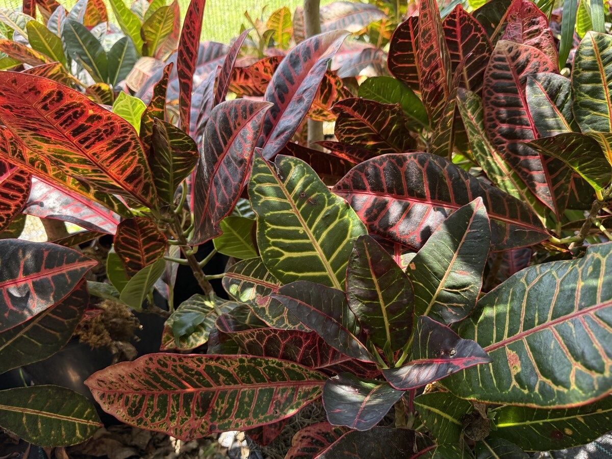 Norma Croton foliage with red, green, and orange variegation