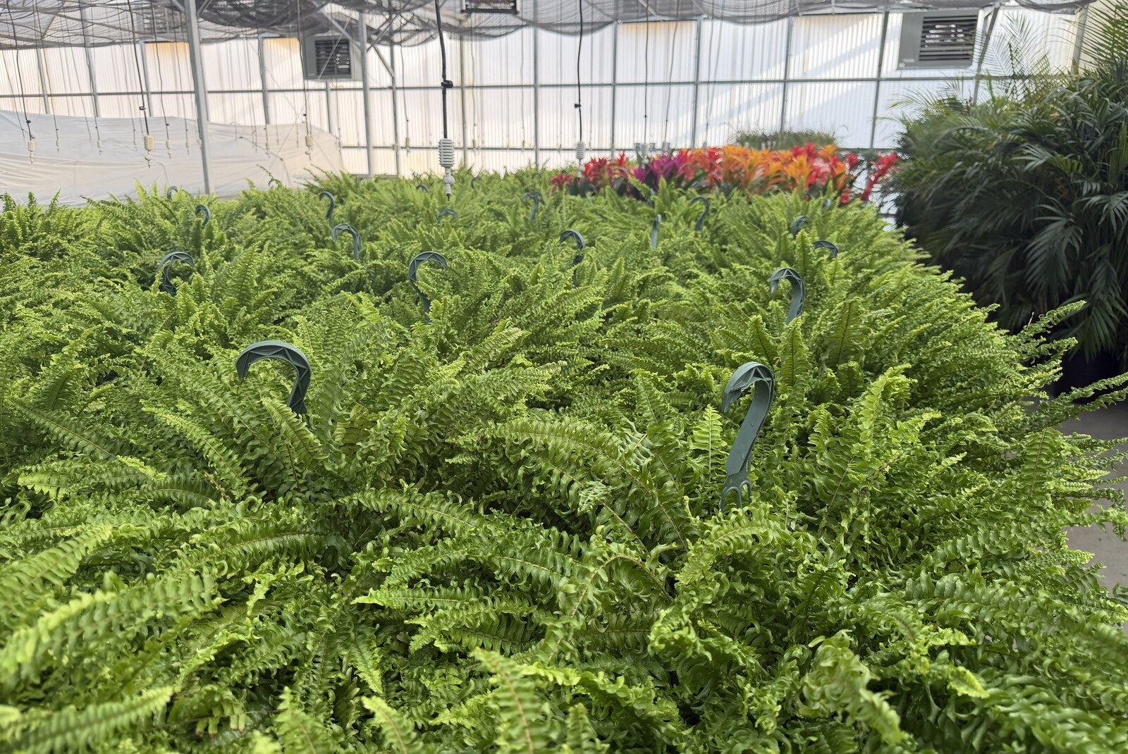 Lush show ferns grown in the greenhouse