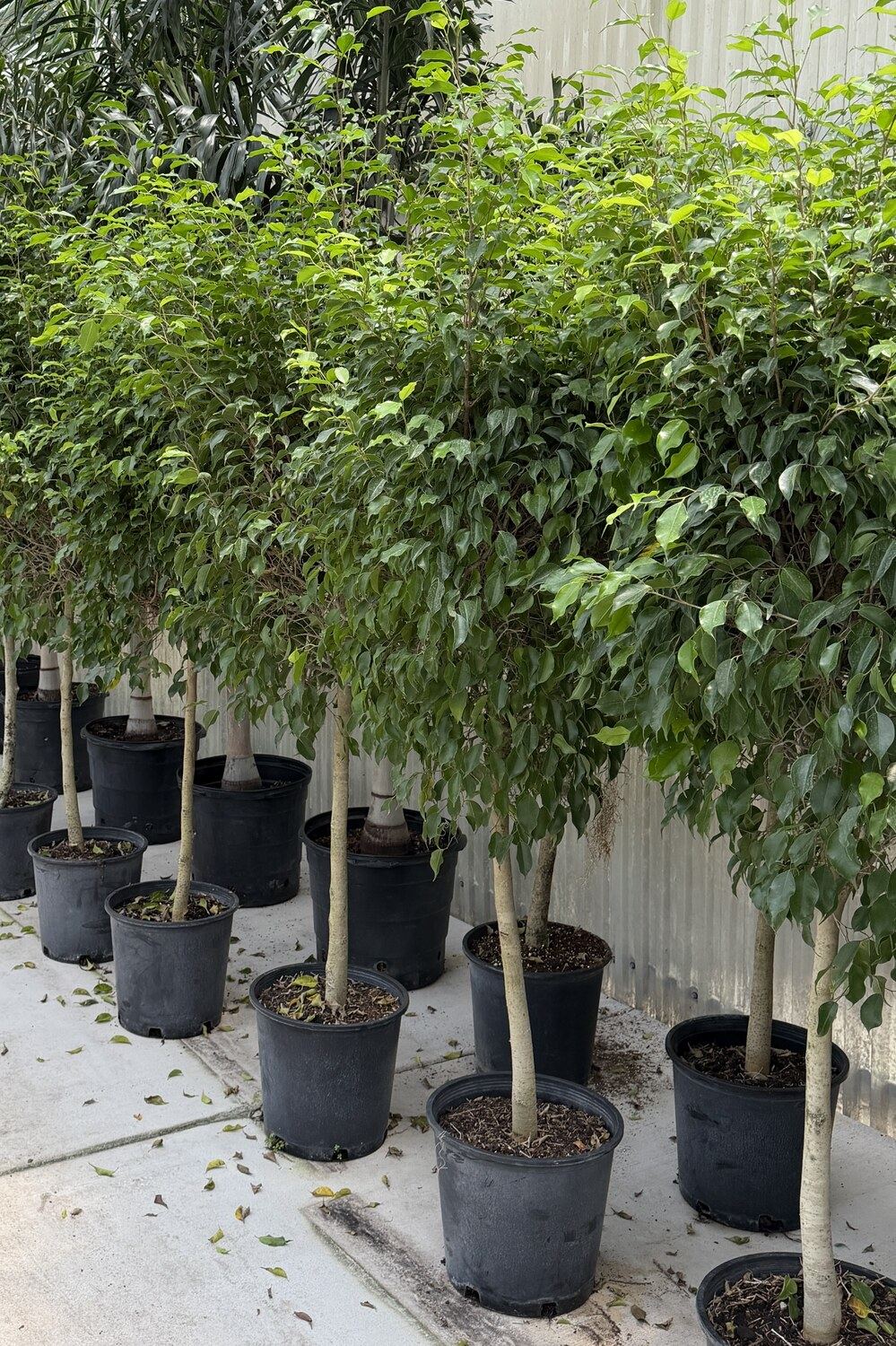 6-7 foot potted Ficus trees grown in-house