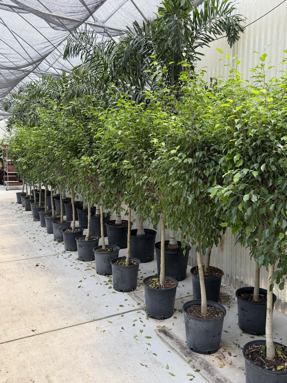 8-9 foot potted Ficus trees grown in-house