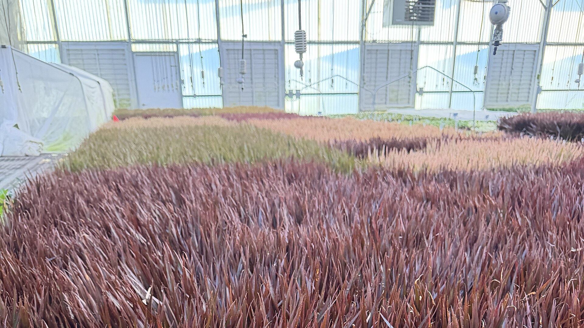 Inside the Florida Fresh Events greenhouse, rows of colorful ornamental grass