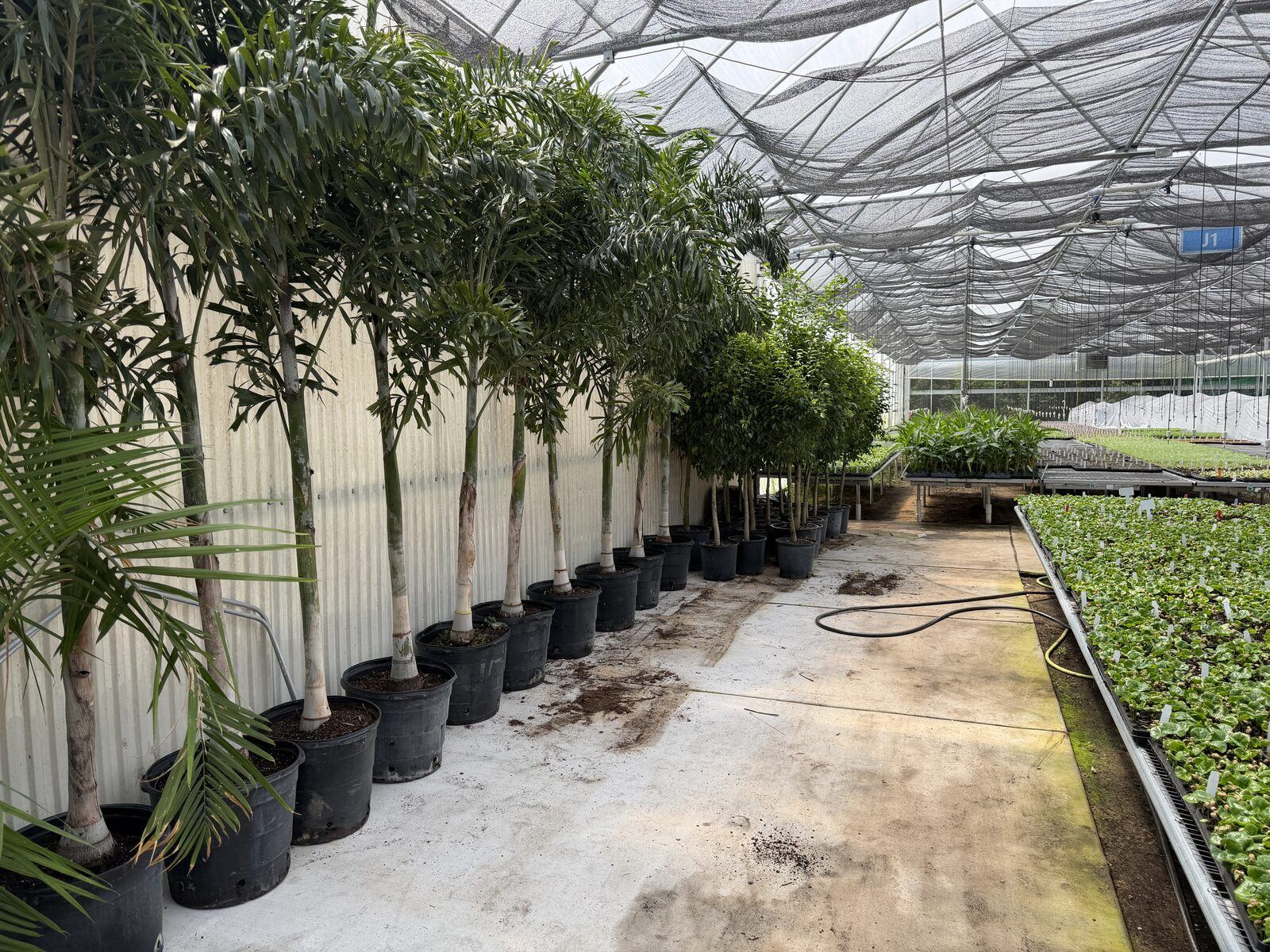 8-10 foot Foxtail Palm trees in decorative pots