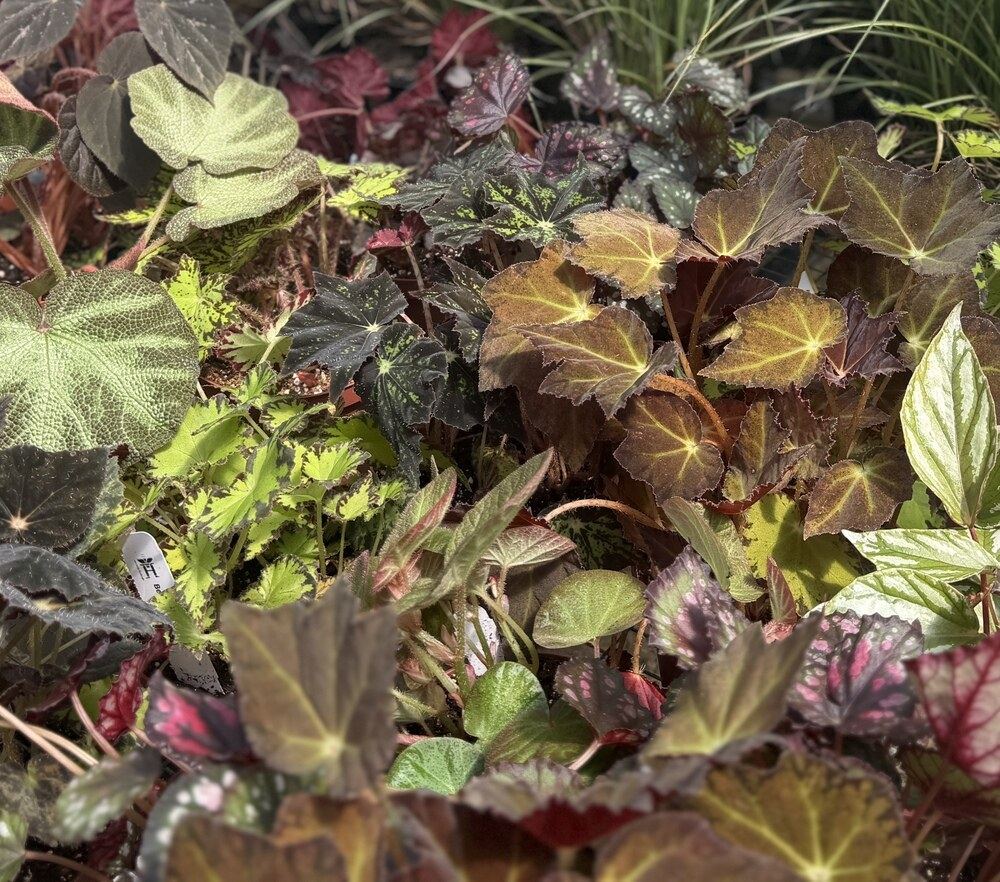 Rex Begonia with richly patterned foliage