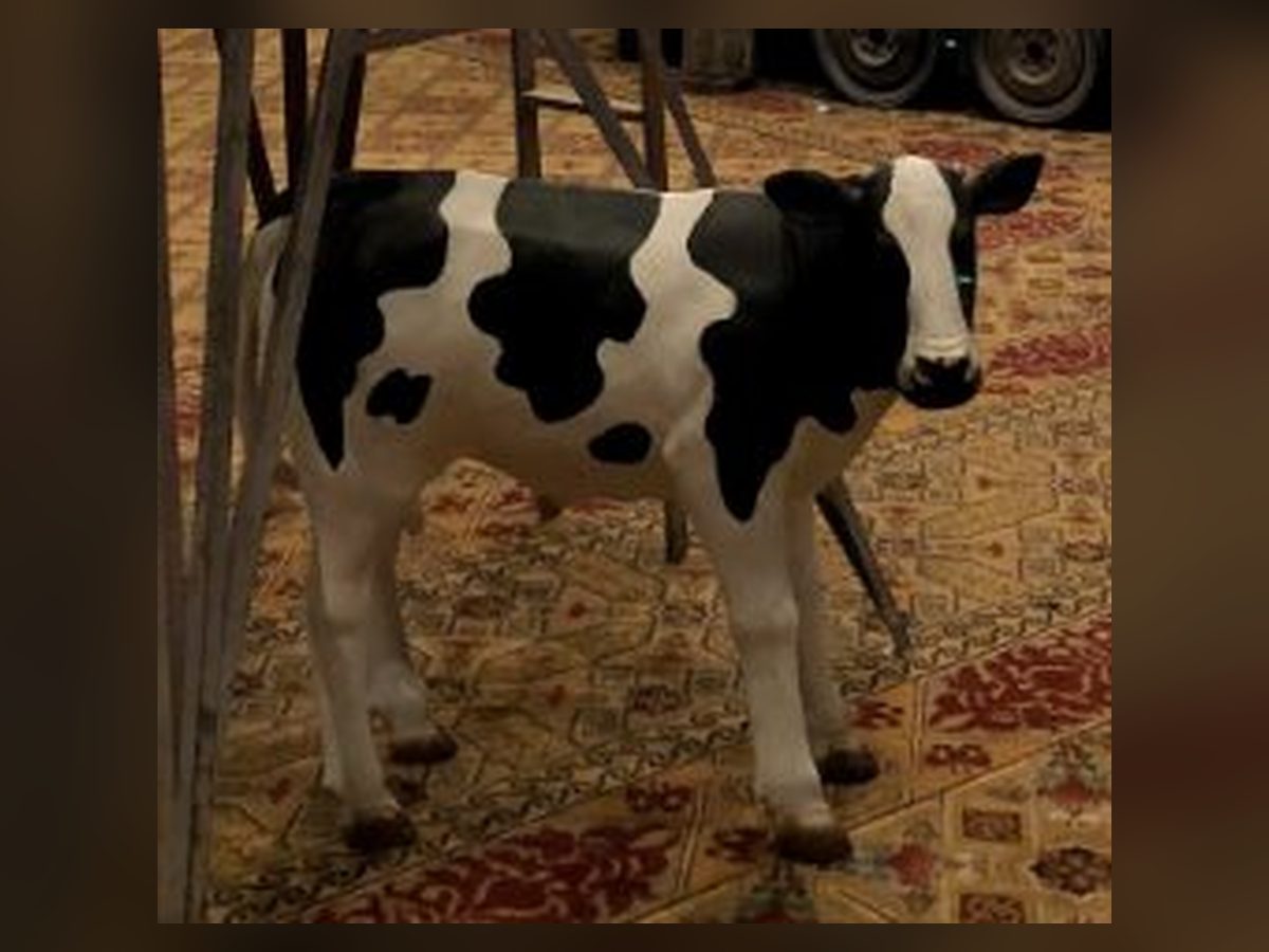 Life-size black and white dairy calf statue